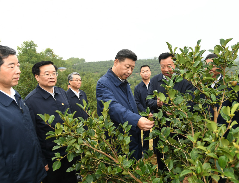 　　9月16日至18日，中共中央總書記、國家主席、中央軍委主席習近平在河南考察。這是17日上午，習近平來到信陽市光山縣槐店鄉司馬光油茶園，實地察看油茶樹種植和掛果情況。新華社記者 謝環馳 攝